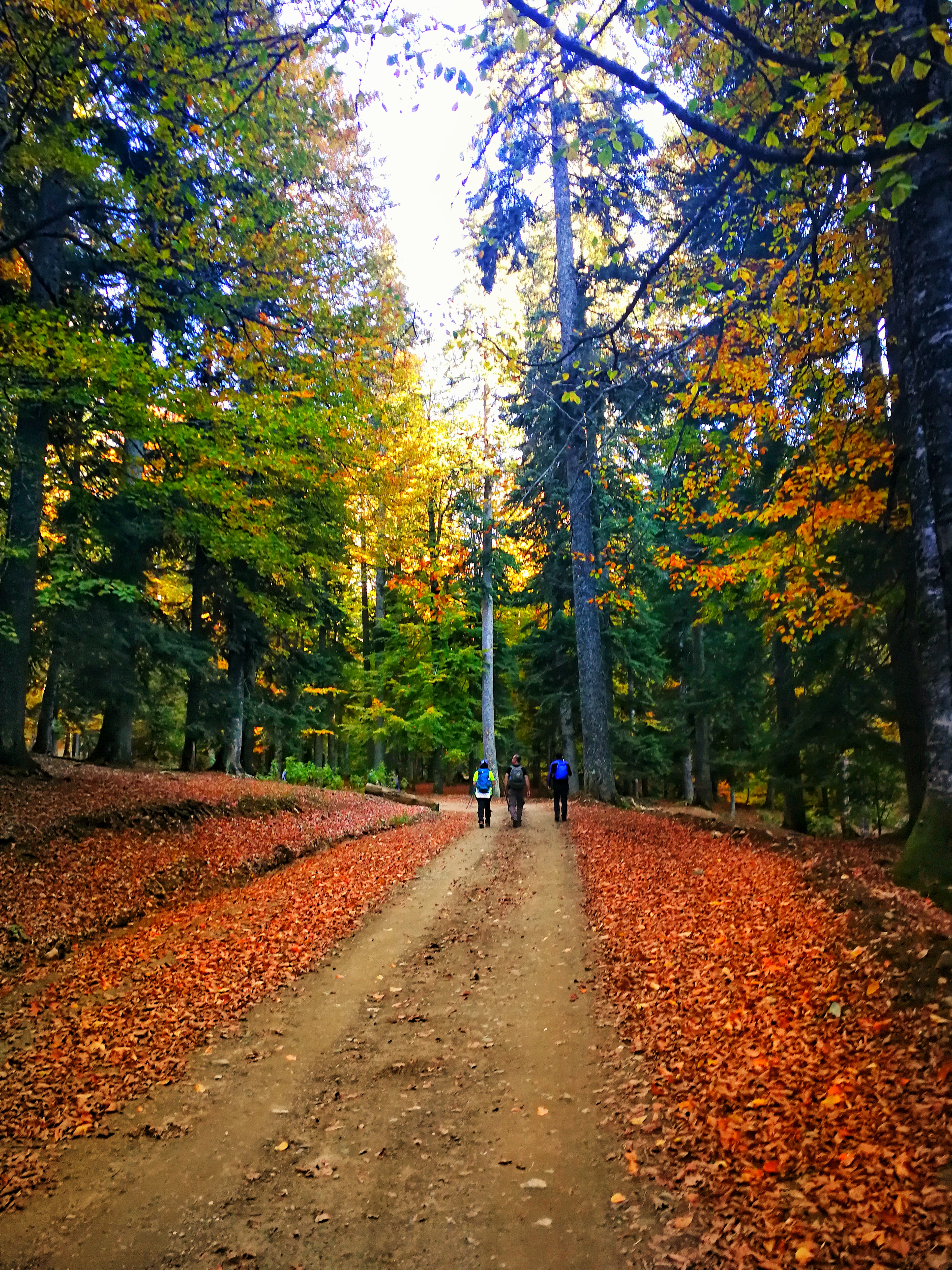 Ormanda Mindfulness Uygulamaları: 20 Dakikalık